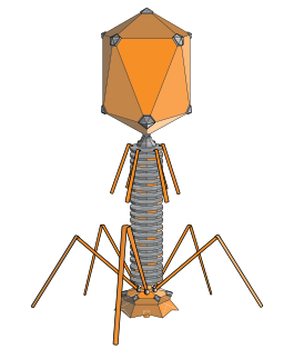 Структура типичного миовируса бактериофага.