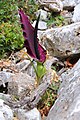 Dracunculus vulgaris