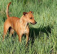 Inja Canis lupus familiaris