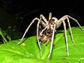 Männliche Riesenfischerspinne mit anderer Spinne als Beute