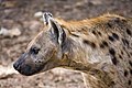 Image 3A Spotted Hyena (Crocuta crocuta) in the Abuko Nature Reserve in The Gambia