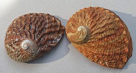 Variações de cor em conchas de H. rubra, vistas por cima.