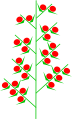 複穗状花序