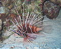 Pterois radiata