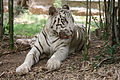 Weißer Tiger in Indien