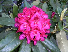 Rhododendron ponticum.