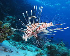 Pterois miles