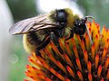 Abejorro (Bombus sp.) sobre una Echinacea sp.