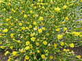 Flores de alface (Lactuca sativa).