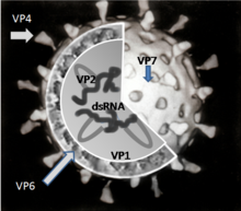Изображение единичной вирусной частицы в разрезе, молекулы РНК окружены белком VP6, в свою очередь окружённым белком VP7. Белок VP4 выступает на поверхности сферической частицы