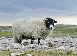 Swaledale-kind