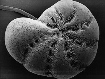 Elphidium, benthic foraminifera, about 400 µm ø