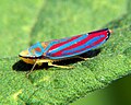 Graphocephala coccinea, USA (Cicadellinae)