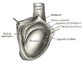 Desni testis, sa otvorenom tunica vaginalis.