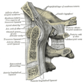 Medijalni sagitalni presjek potiljačne kosti i prva tri vratna pršljena