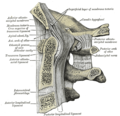 Sashin sagittal na tsaka-tsaki ta cikin kashin occipital da farkon kashin mahaifa uku