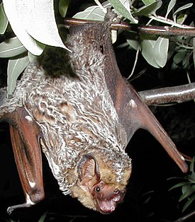 Серый волосатохвост (Lasiurus cinereus)