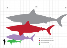 Porovnání megalodona (šedý=největší odhadovaná velikost, červený=nejmenší odhadovaná velikost) se žralokem velrybím (fialově), bílým (červeně) a člověkem, ale megalodon mohl mít štíhlejší a protáhlejší tělo.[33]
