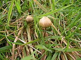 Psilocybe semilanceata