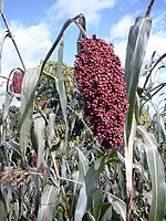 Сорго звичайне (Sorghum bicolor subsp. bicolor)