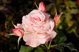 A kerti rózsa az egyik legszebb dísznövény