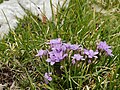 Gentianella ramosa