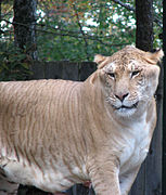 Ligre (Panthera Leo con Panthera Tigris)