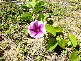 Ipomoea pes-caprae