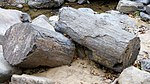 Pieces of petrified wood