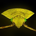 Green shield bug. Microscope Lumam P-8