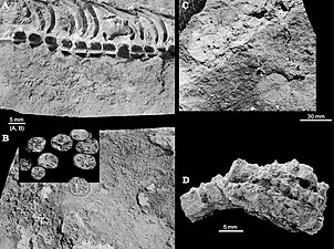 Mesosaurid skeleton and gypsum
