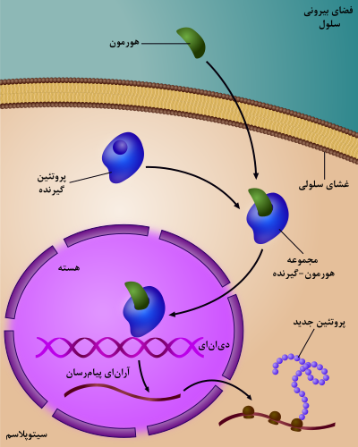 تنظیم بیان ژن توسط گیرنده هورمون استروئیدی