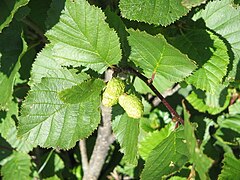 Alnus viridis