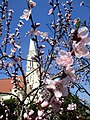 Pogled na crkvu sa cvatućom breskvom