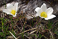 Alpesi kökörcsin (Pulsatilla alpina)