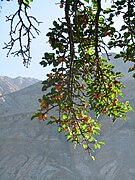 Le Ladakh est célèbre pour ses abricots.