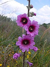 חוטמית זיפנית Alcea setosa ‏ כ (צלם: אני)