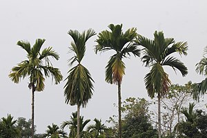 빈랑나무(Areca catechu)