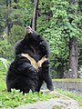 Kragenbär (Ursus thibetanus)