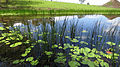 Rumpun yang tumbuh diantara teratai (Nymphaea sp.)