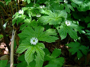 Goldenseal in flower