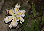 Bunga Lilium auratum (Yamayuri, ヤマユリ) di Gunung Hijiri