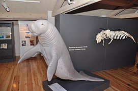 Musée des sirènes à la Maison Nature et Patrimoine de Castellane.