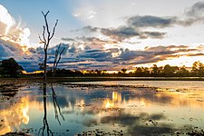 Pantanal, flooded grasslands and savannas in Mato Grosso do Sul.