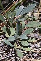 Rosette leaves