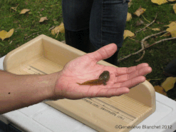 L'hormone thyroïdienne cause la résorption de la queue et l'apparition des membres chez la grenouille.