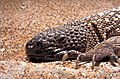 Image 16 Mexican beaded lizard More selected pictures