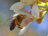Ong trên hoa chanh Meyer