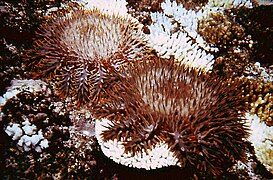 Two starfish feeding on a coral, leaving white feeding scars