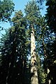 Секвоя - одне з найвищих дерев у світі